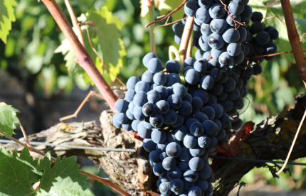 Sei Solo Ribera del Duero